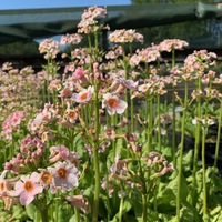 Primula japonica 'Apple Blossom'